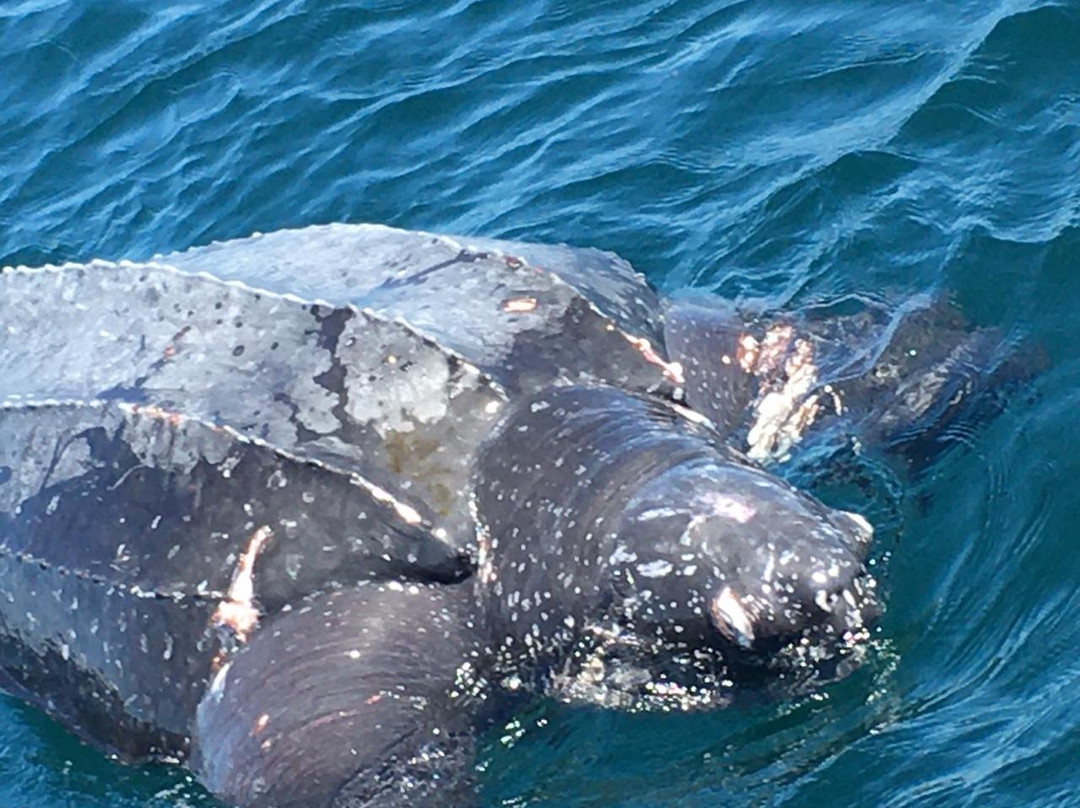 Coast Camping Tours & Safaris-蒙巴萨必去景点