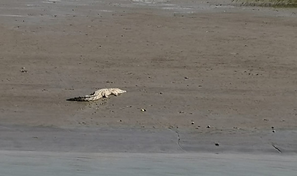 孙德尔本斯国家公园-西孟加拉邦必去景点