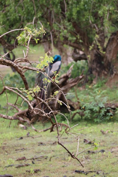 Earth Lanka tours-卡塔拉伽马必去景点