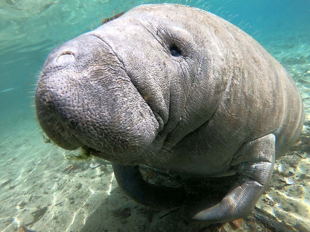 Manatee Adventures-克里斯特尔里弗必去景点