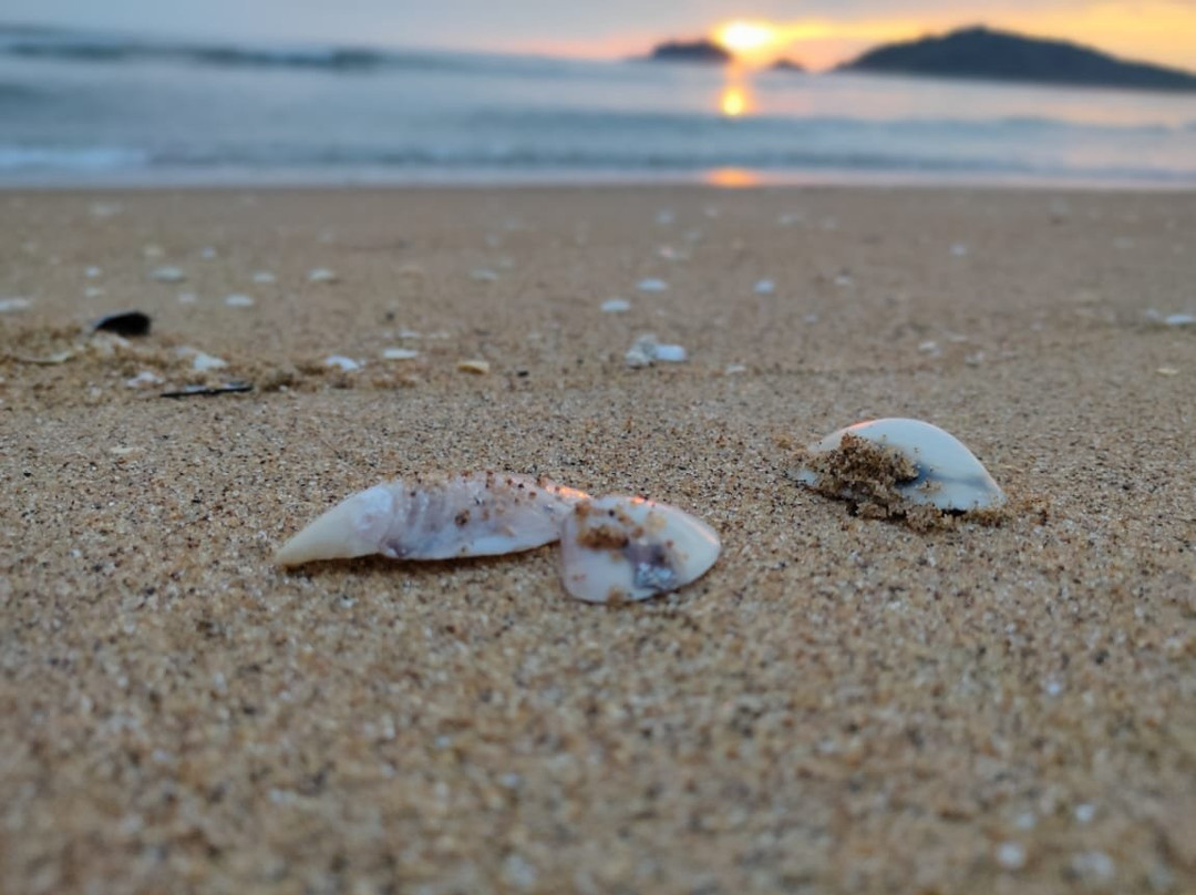 Jungle Lodges Devbagh Beach Resort主图