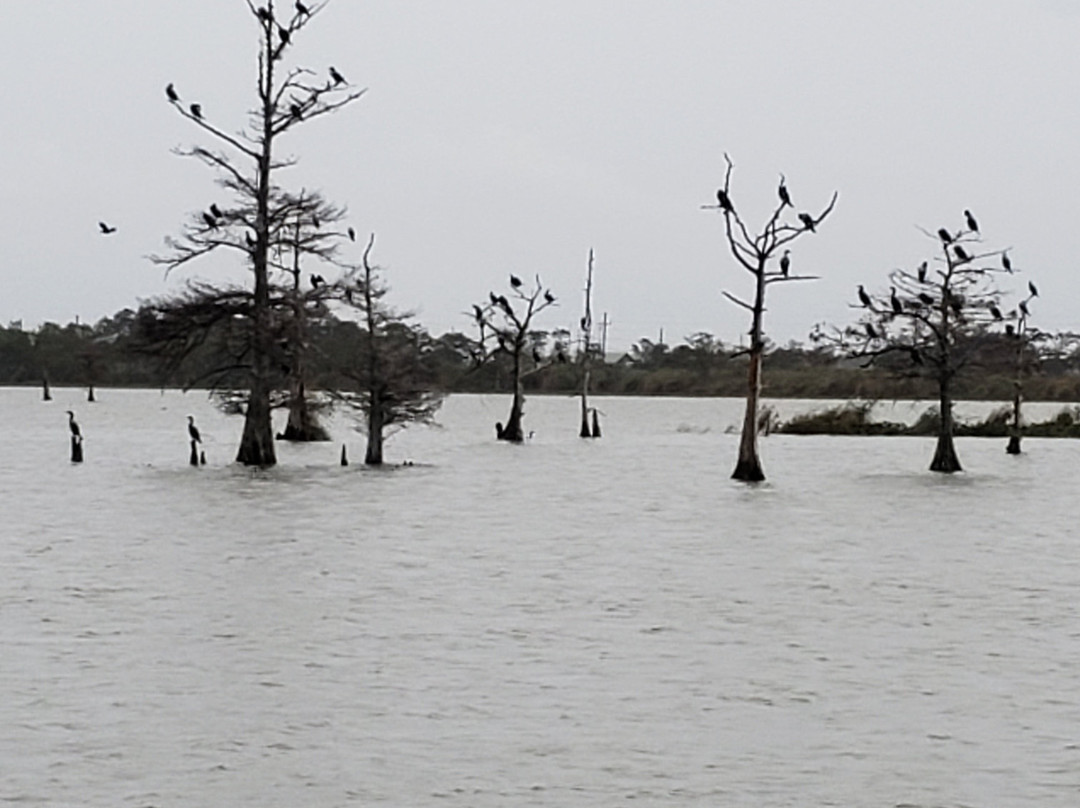 Breton National Wildlife Refuge - Chandeleur Islands景点图片