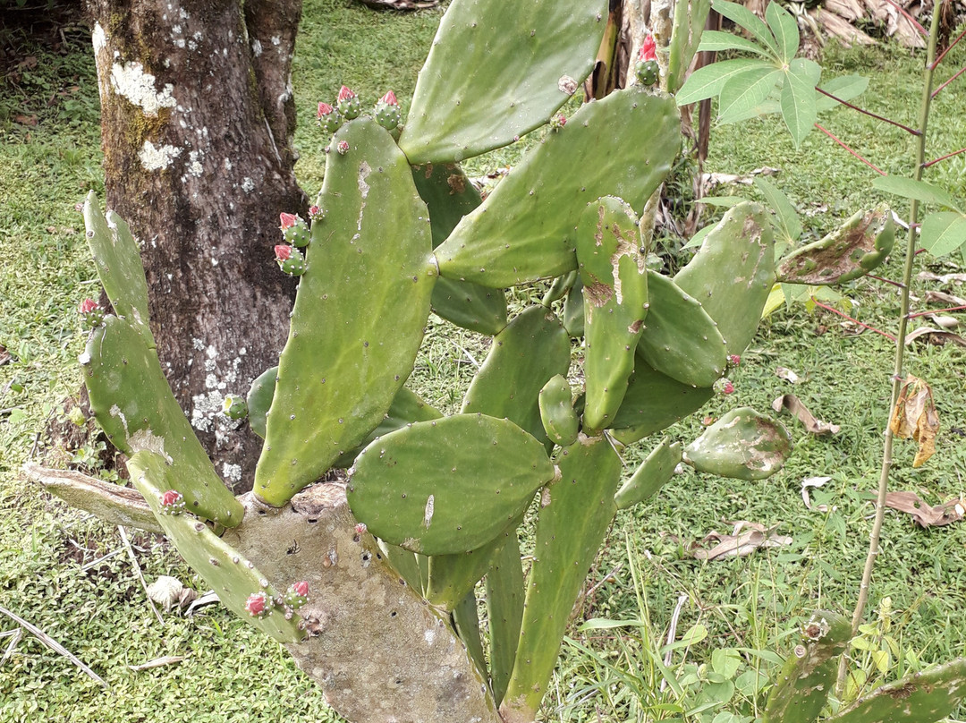 Finca Integral Organica Granito De Oro景点图片