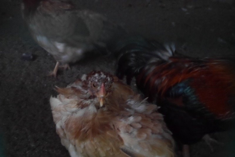 Tazawako Kyoei Palace-仙北市必去景点