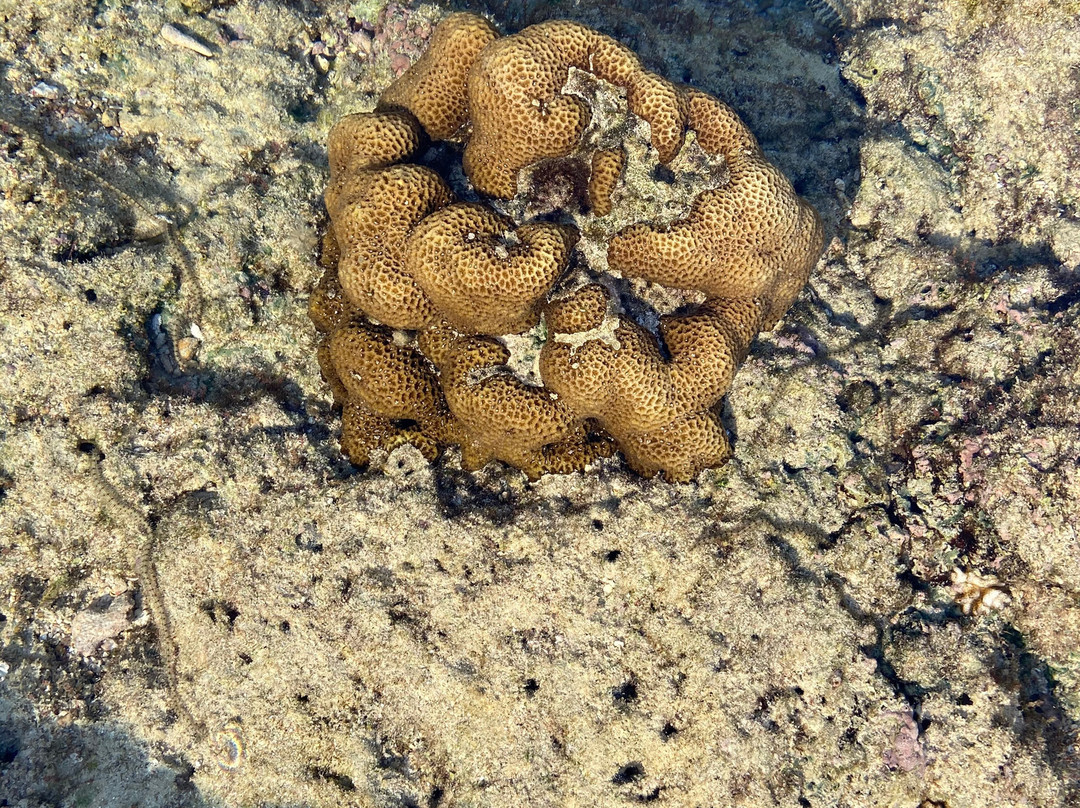 Natural Coral Bridge景点图片