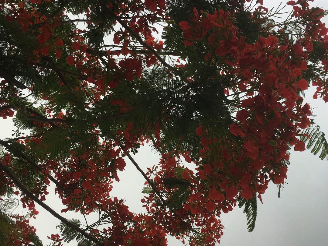 Port Denarau Marina-丹娜努岛必去景点