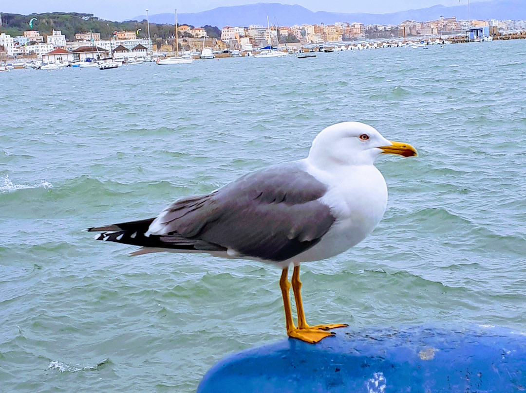 Porto di Anzio-安济奥必去景点