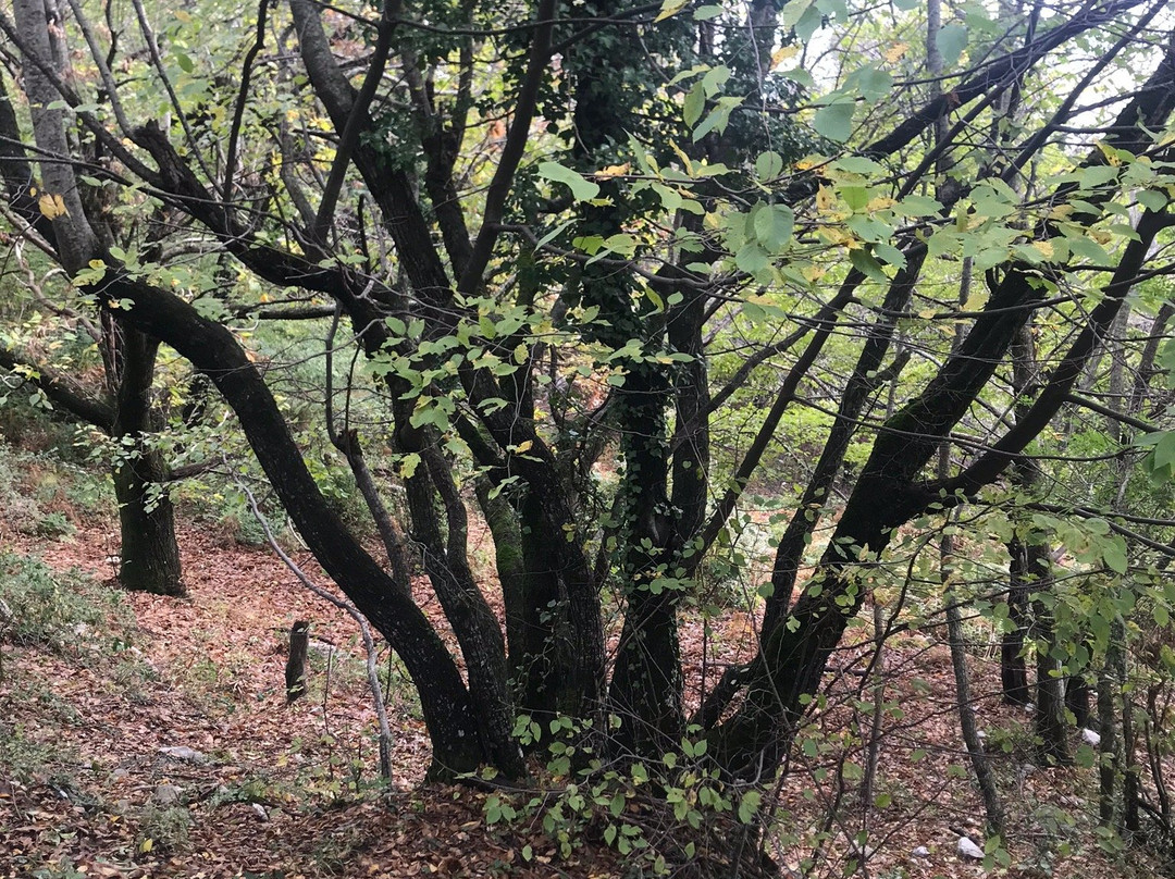 Parco Regionale del Taburno景点图片