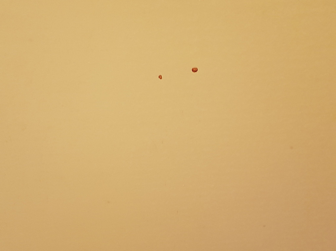 Albatross Hotel主图