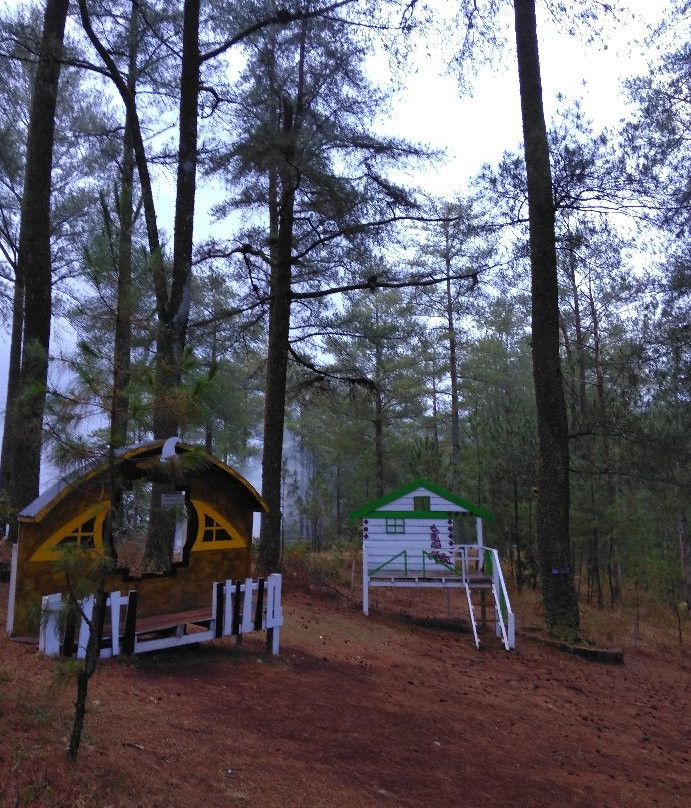 Malino Pine Forest-Malino必去景点