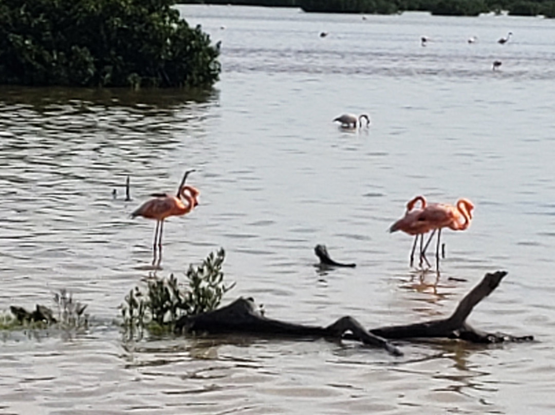 Iguana Maya Travel-梅里达必去景点