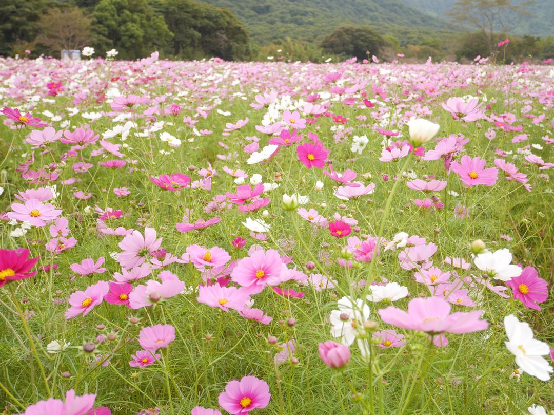 Shimabara Hibaruyamahana Park-岛原市必去景点