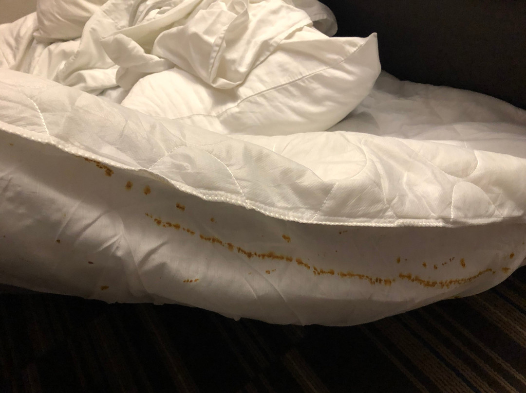 Microtel Inn & Suites by Wyndham Port Charlotte主图