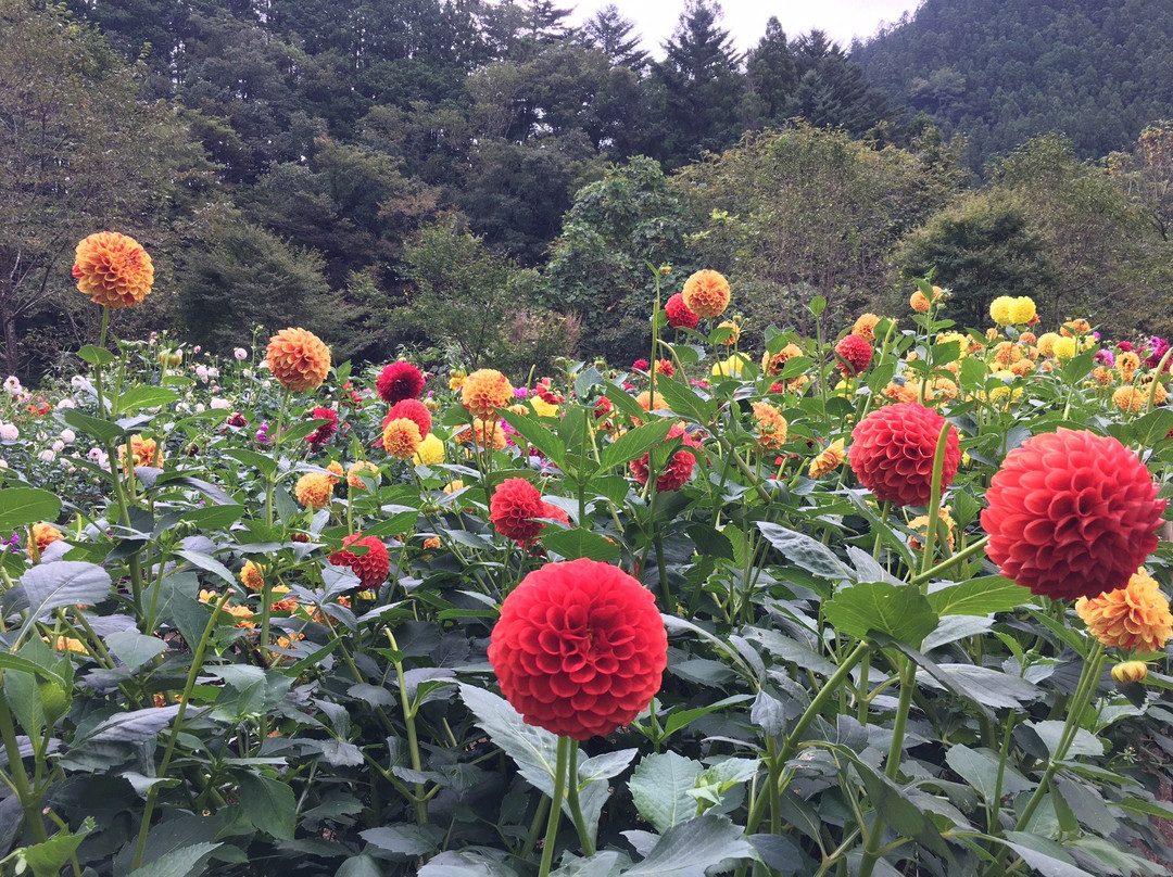 Ryokamisanroku Hananosato Dariaen-小鹿野町必去景点