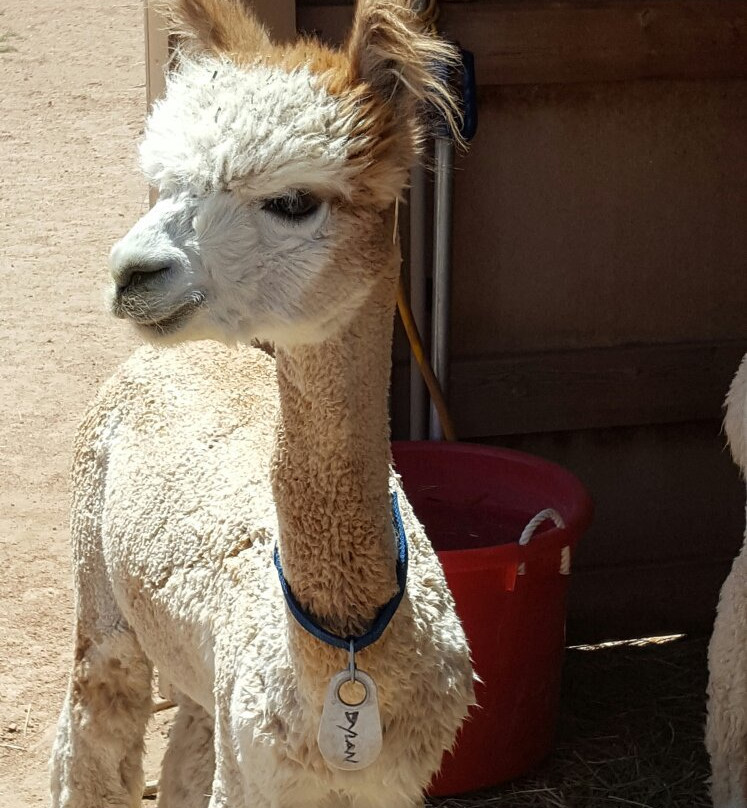 Que Sera Alpaca-圣菲必去景点