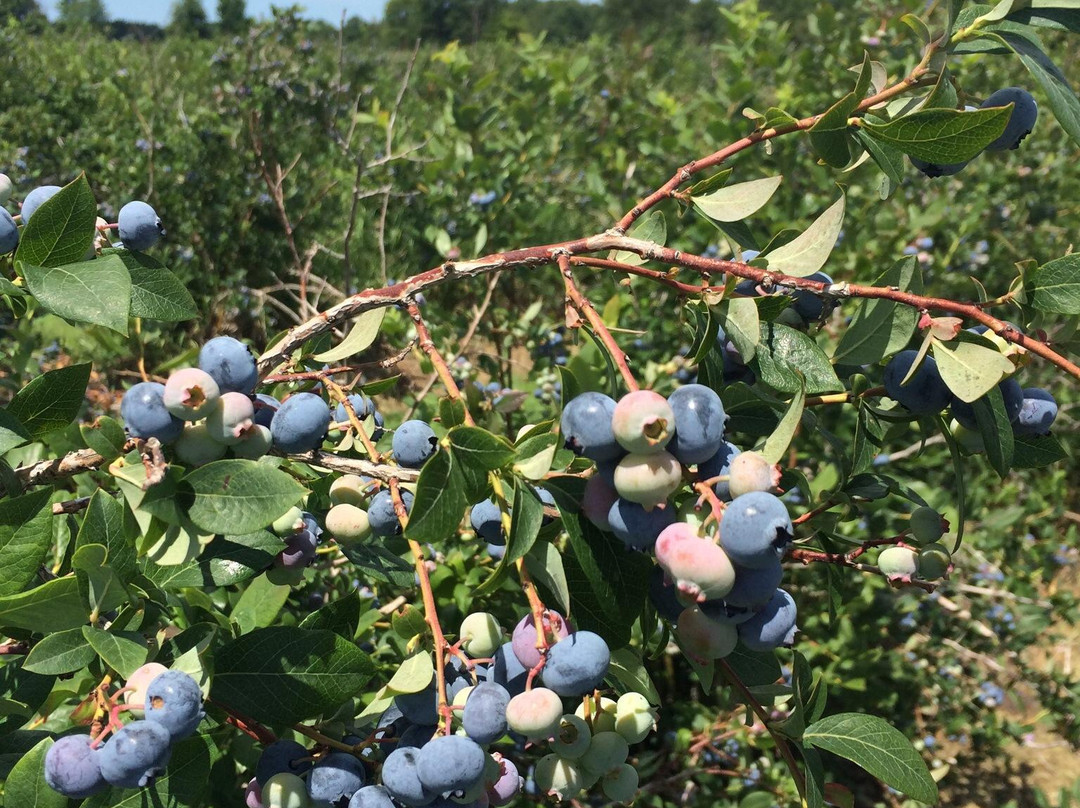 Reender's Blueberry Farm景点图片