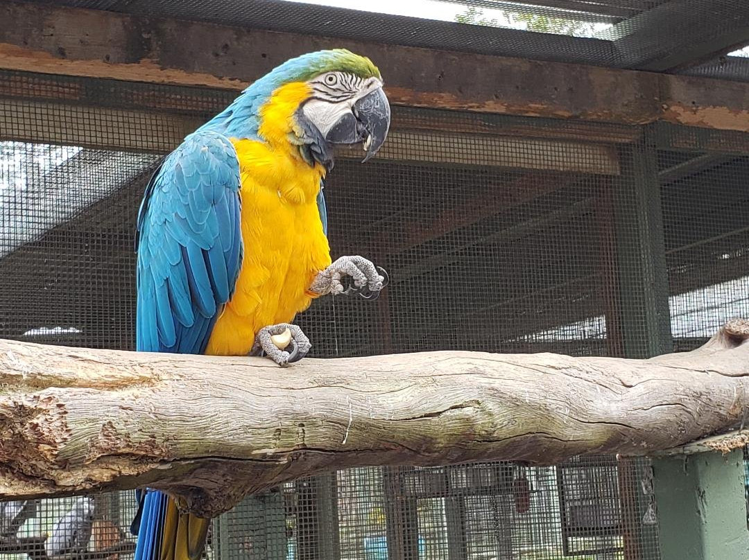 Parrots in Paradise Sanctuary