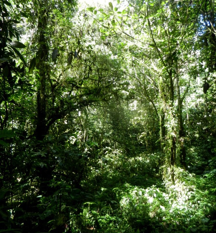 Cueva de Palestina-Nueva Cajamarca必去景点