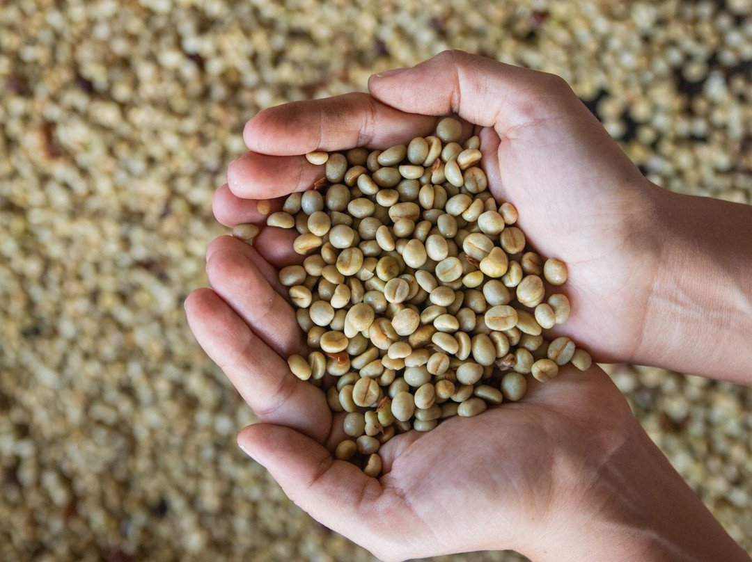 Cafe de Altura-Quimbaya必去景点