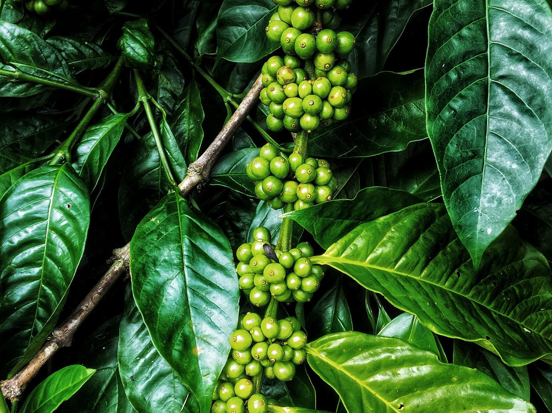 Rainbird Homestay主图