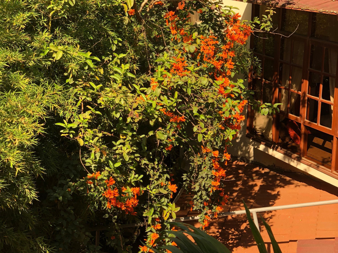 非洲郁金香宾馆主图