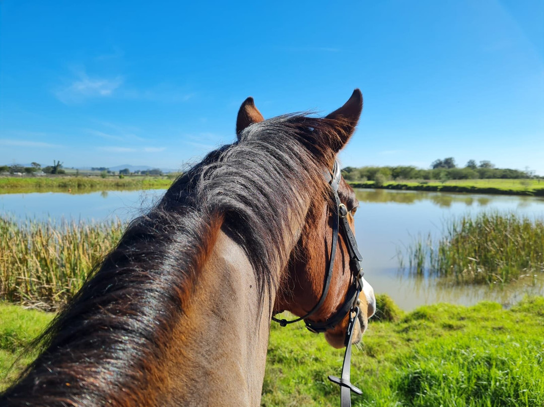 Equine Sport Centre-斯泰伦博斯必去景点
