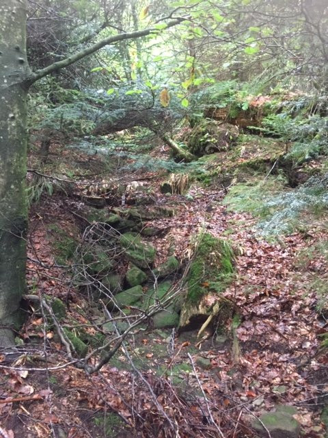 Wildnispfad-Buehlertal必去景点