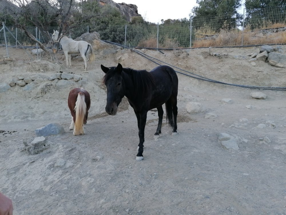 Walk With Donkeys景点图片