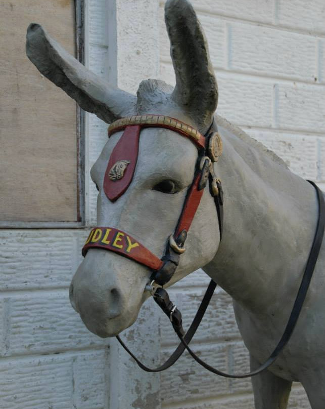 Dudley the Donkey景点图片