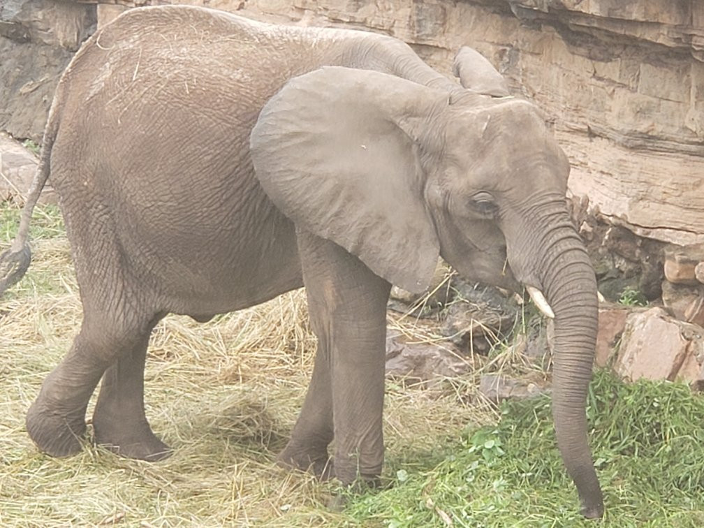 Zoo National du Mali-巴马科必去景点