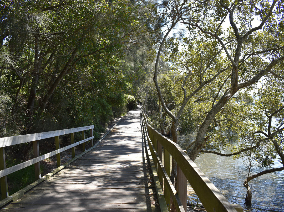 Koala Reserve Mangrove Boardwalk景点图片