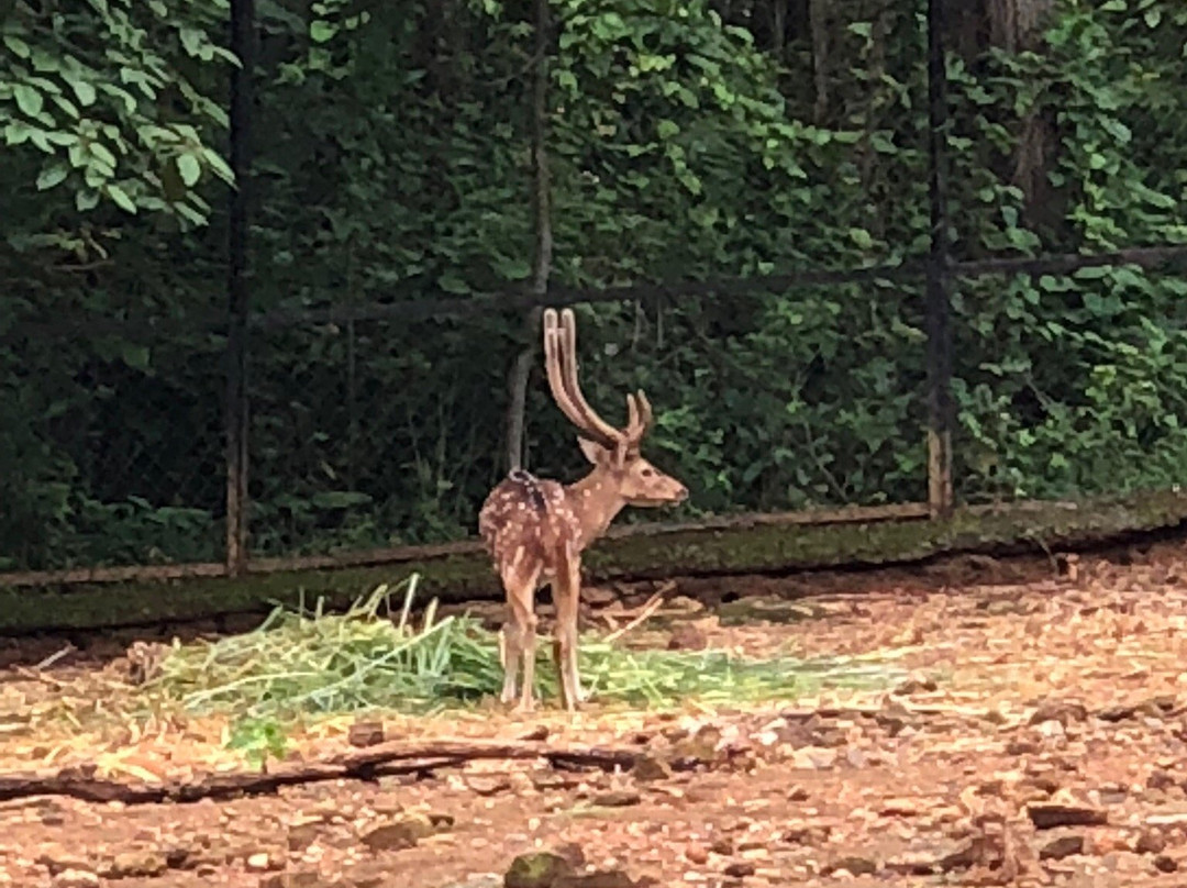 Abhayaranyam Zoo-Kodanad必去景点