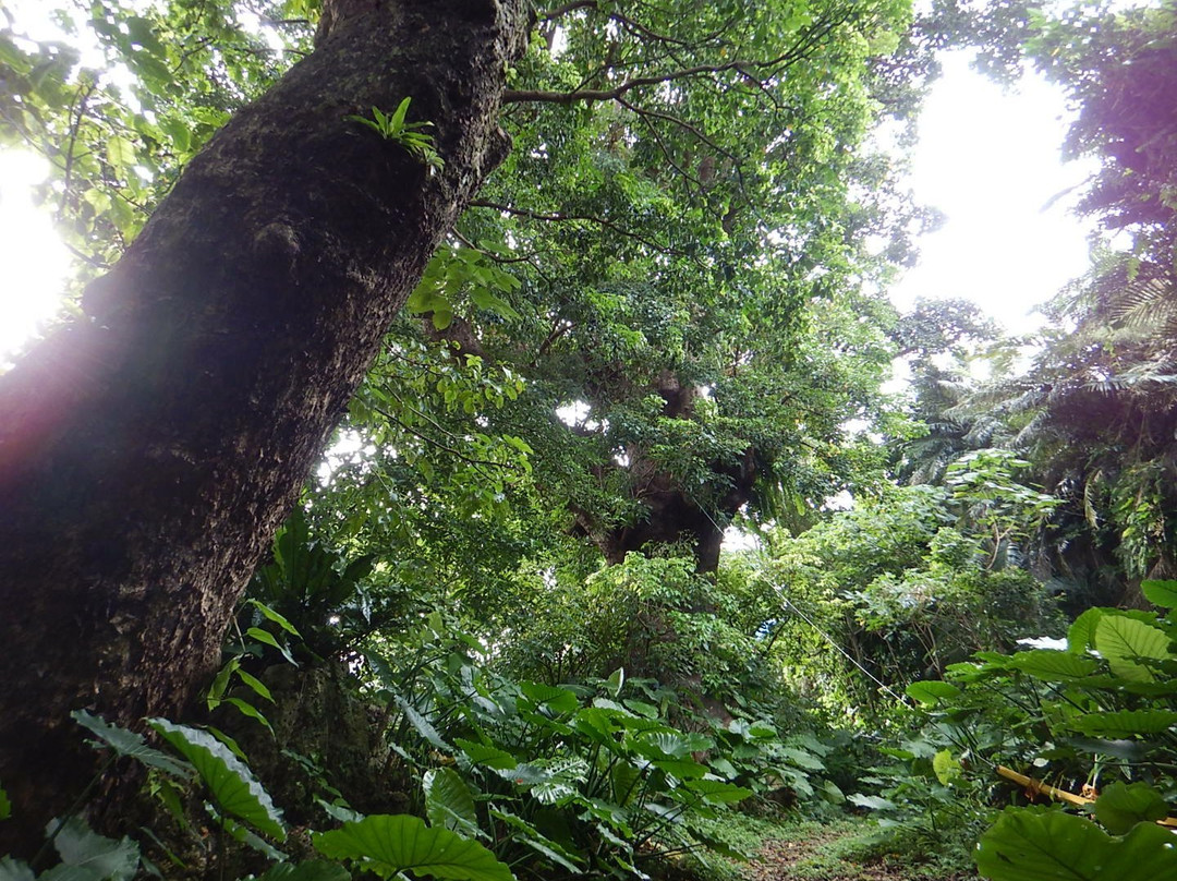 Shurikinjocho Oakagi Tree-那霸市必去景点