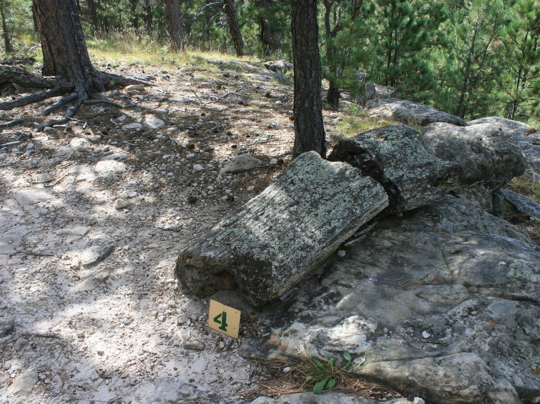 Petrified Forest of the Black Hills-Piedmont必去景点
