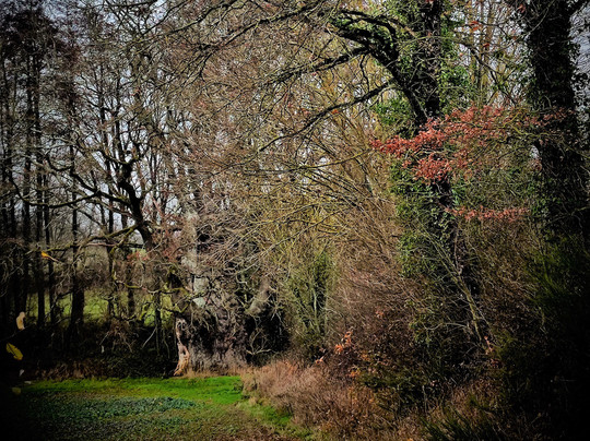 Le Chêne De Robert Le Chouan