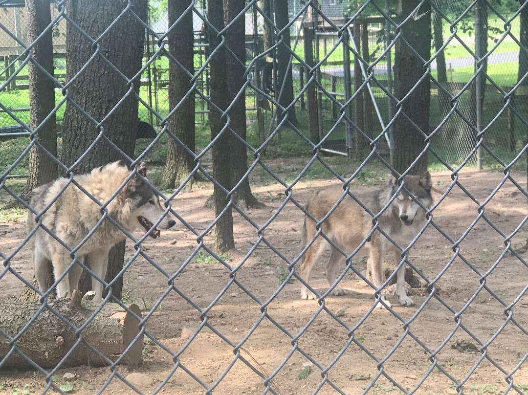 Black Pine Animal Sanctuary景点图片