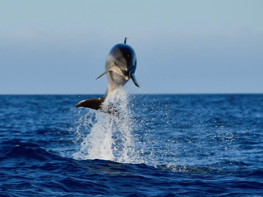 Sea Safaris Lanzarote-卡拉罗港口必去景点
