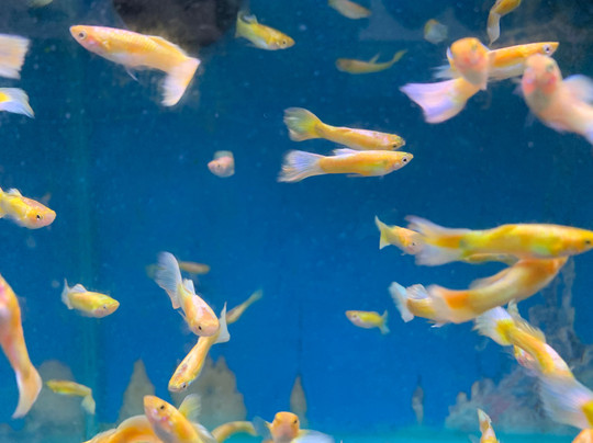 Houghton Hall Garden Centre-卡莱尔必去景点