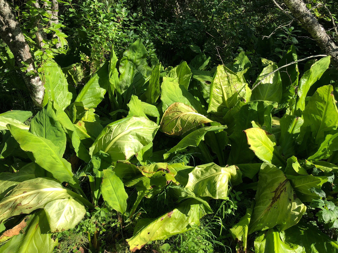 Skunk Cabbage Boardwalk-雷夫尔斯托克必去景点