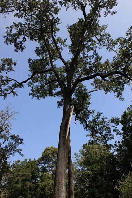 Stream Garden Mountain Resort主图