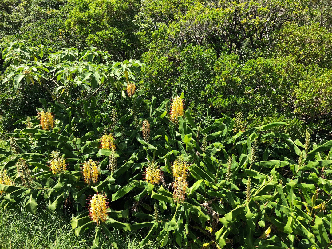 Reserva Florestal de Recreio Luis Paulo Camacho景点图片