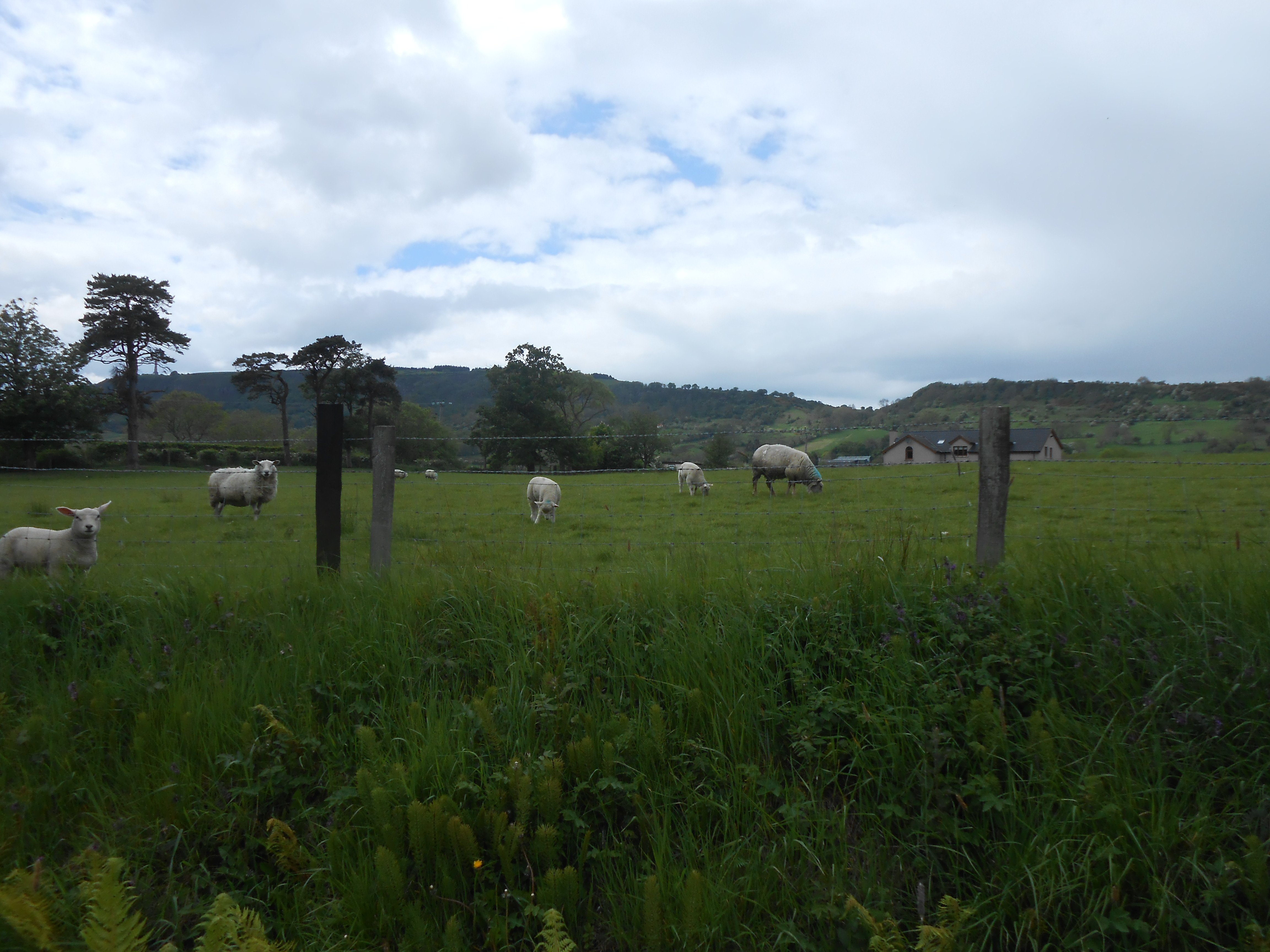 Beechgrove Farm B&B-酒店景观