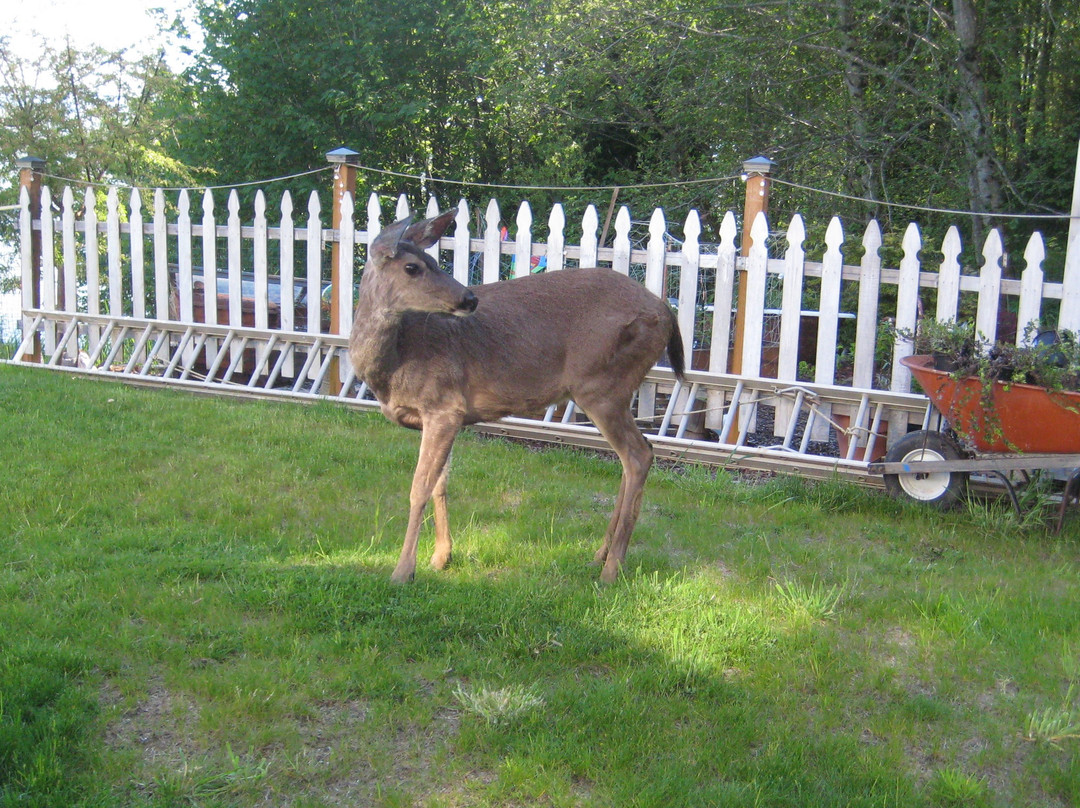 Dahlia House Bed & Breakfast主图