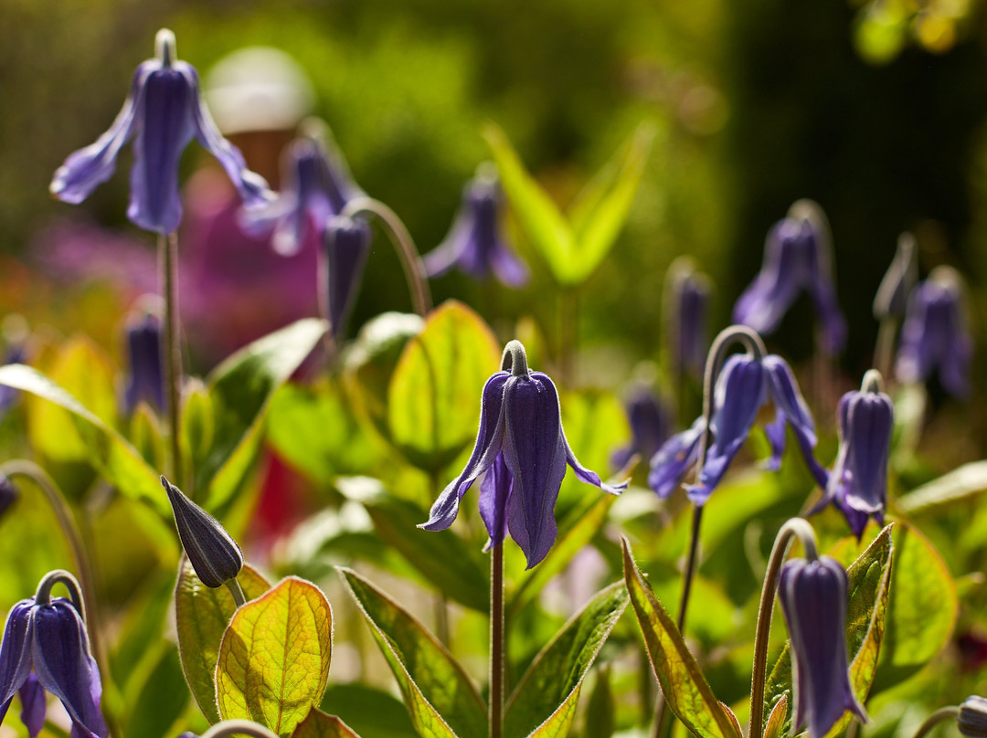 Botanic Garden Borika-Ihtiman必去景点