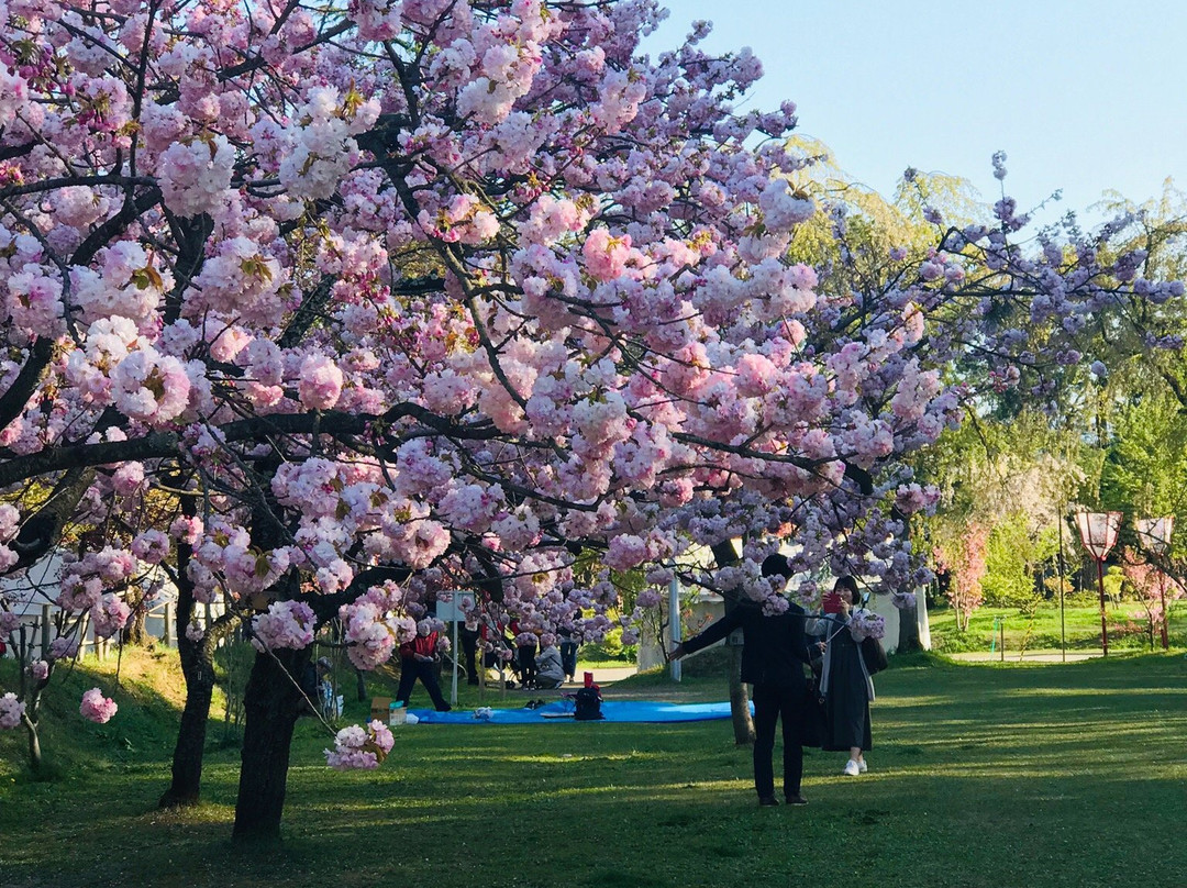 Hirosaki Cherry Blossom Festival-弘前市必去景点