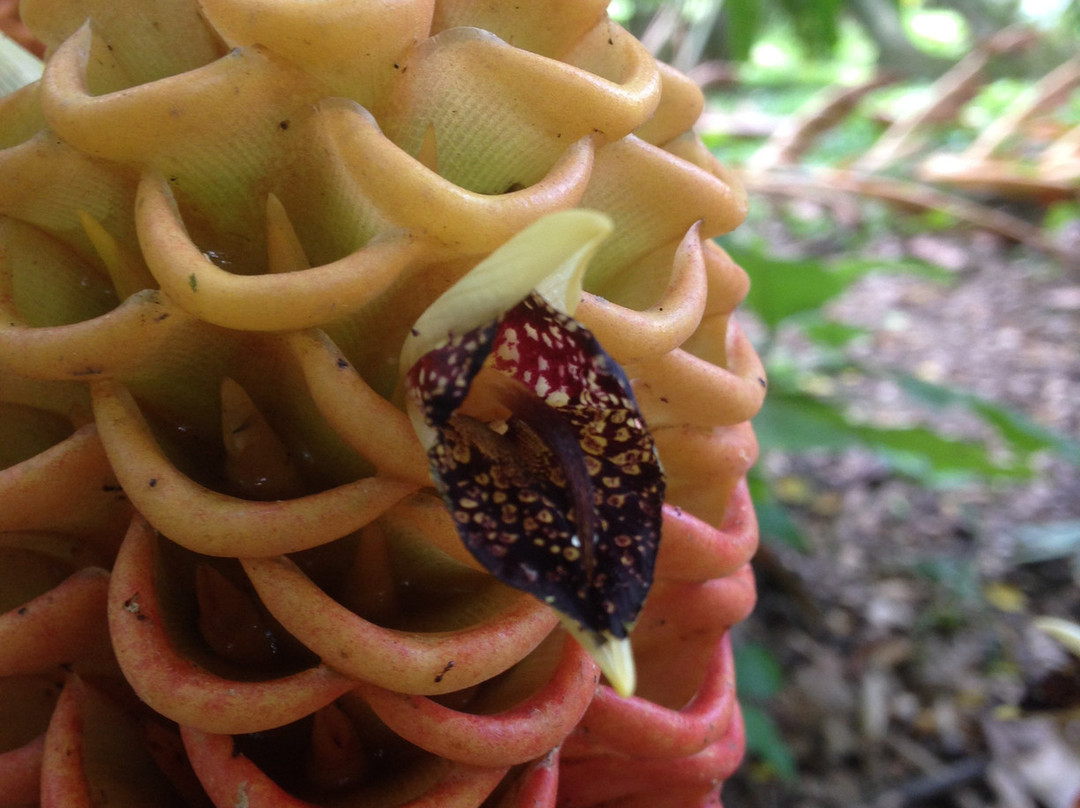 Jardin Botanico Eloy Valenzuela-Floridablanca必去景点