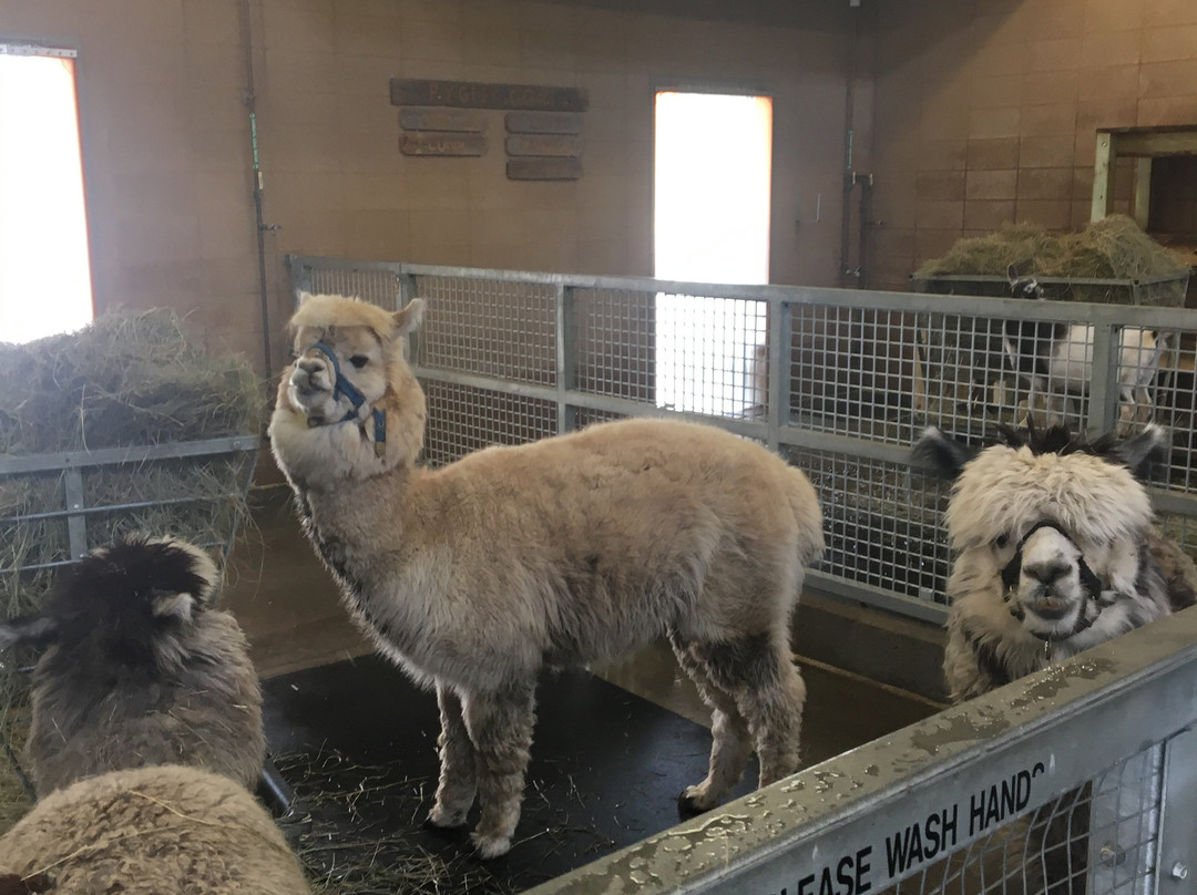 Bramble Park Zoo-沃特敦必去景点