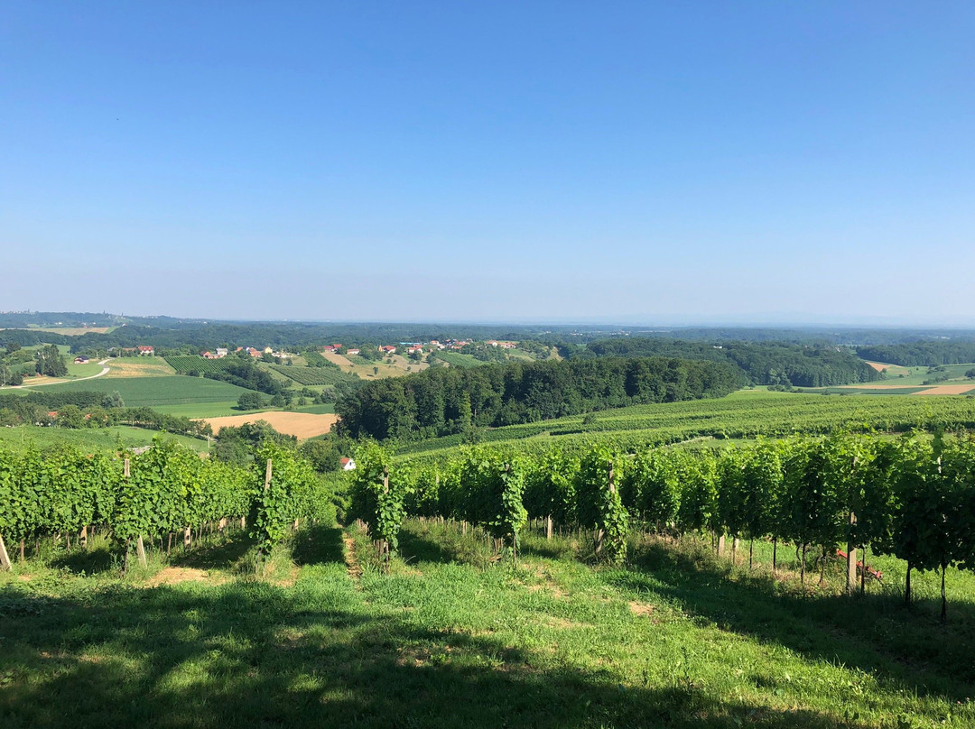 Vino Lovrec: organic winery景点图片