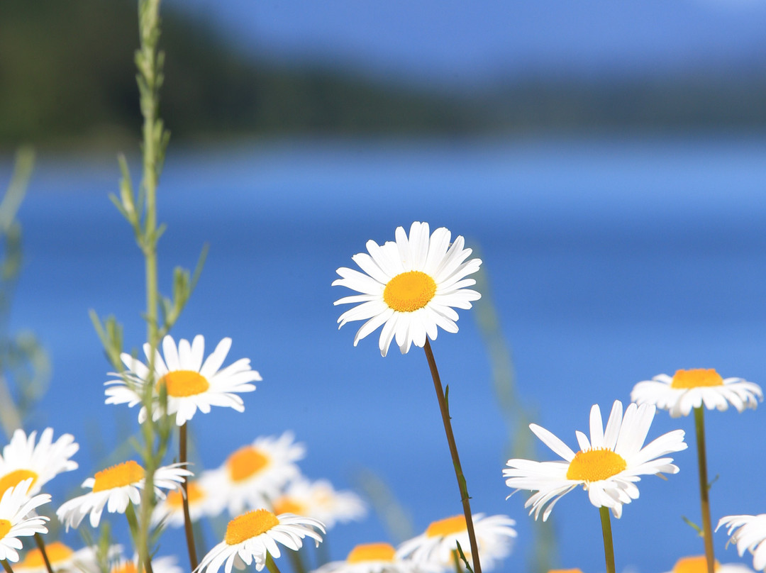 Amber Bear Inn主图