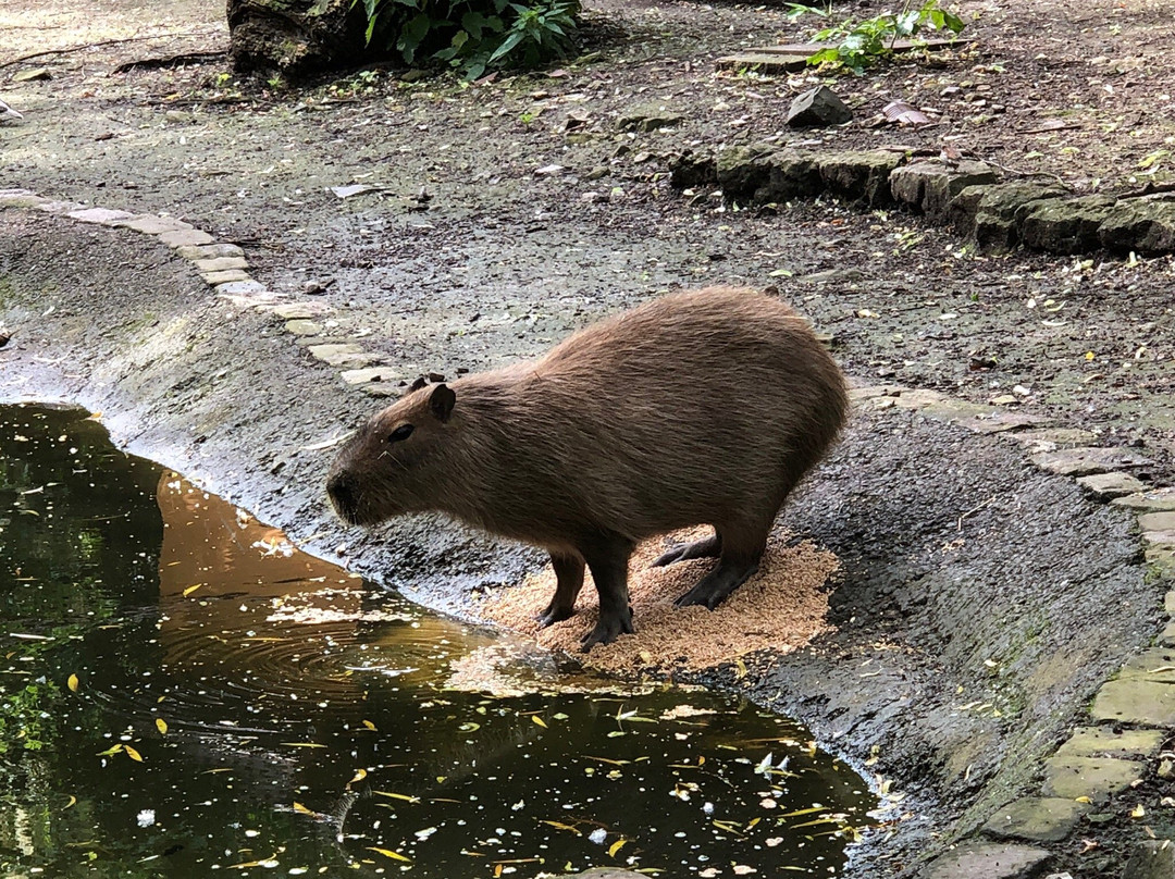 Tierpark Gotha景点图片